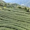 Cui Feng Black Yancha – Image 5
