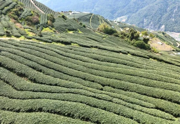 Cui Feng Black Yancha – Image 5