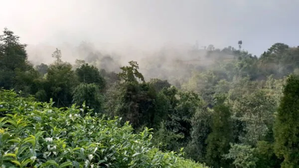 Népal Vert – Image 4
