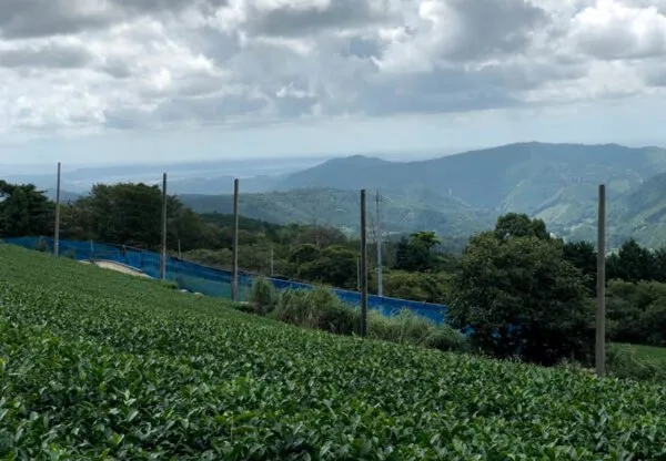 jardin de thé de Tenryu