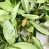 Vert Jade – Image 4