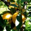 Earl Grey Vert Bio – Image 4