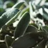 Sideritis Clandestina – Image 2