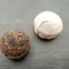 Mini Tuocha 2015