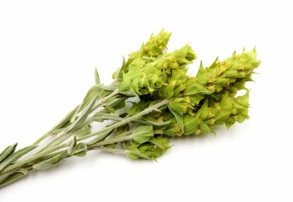 Sideritis Scardica