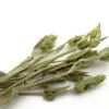 Sideritis Clandestina