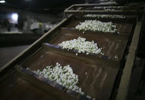 Perles de Jasmin – Image 7