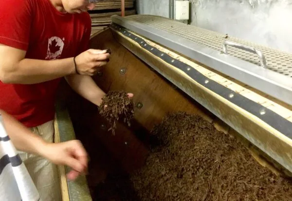 GABA Oolong – Image 4