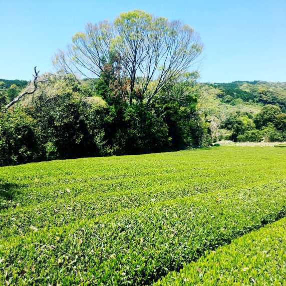 jardin de thé Fuji