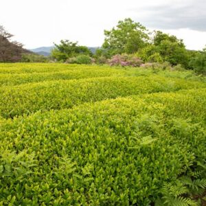 jardin de thé à uji