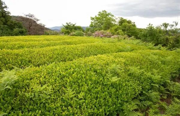 tea garden in uji