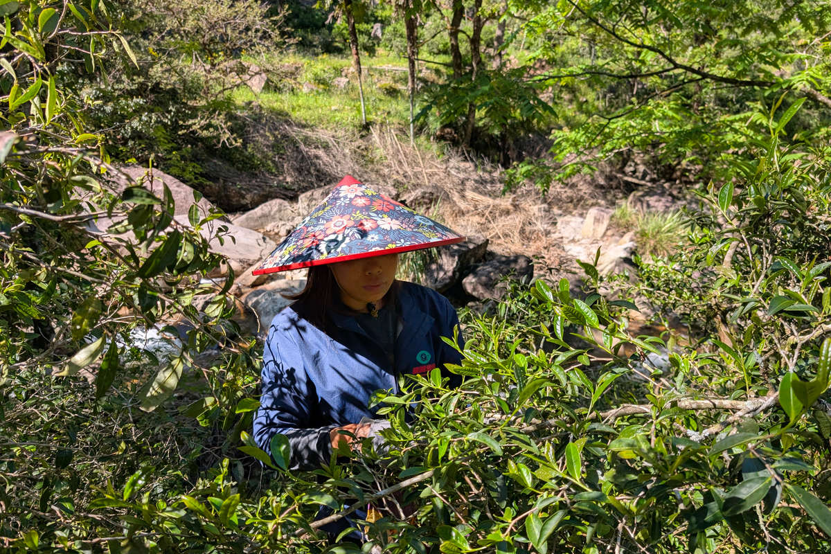 Retour de pêche : Wuyi Shan, Tongmu Guan – Image 3