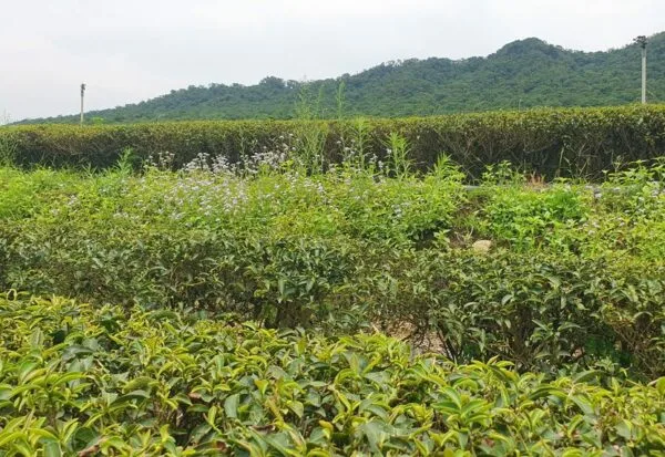 Jardin de thé Miaoli