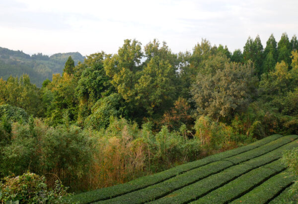 Sencha de Yame - Sakuhara – Image 4