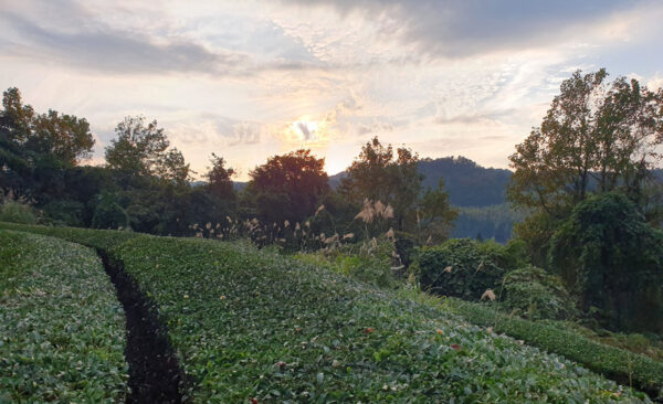 Sencha de Yame - Vieux arbres – Image 4