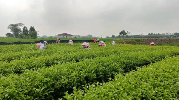Wuyi Hong Oolong – Image 4