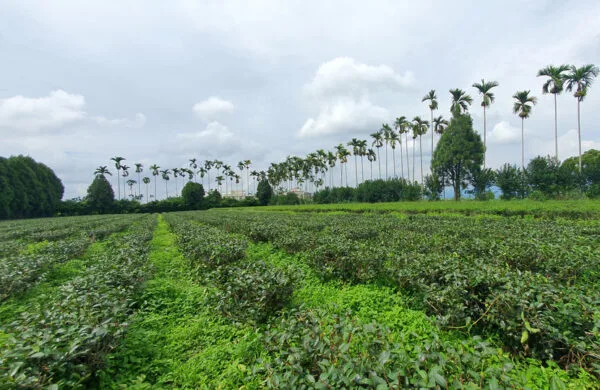 Jardin de thé à Nantou