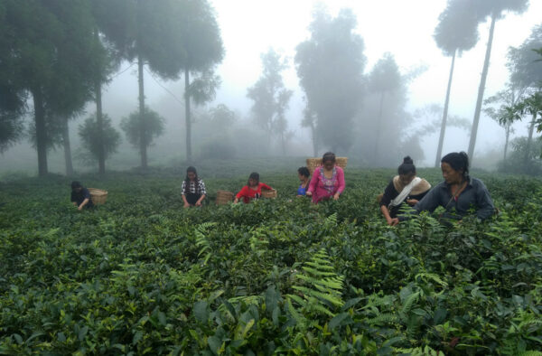 Cueilleuses de thé à Jasbire