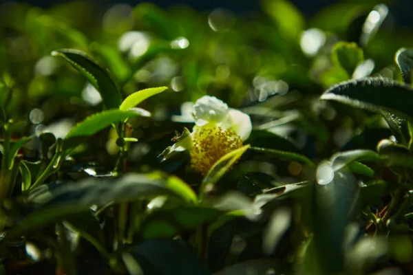 Qi Lai Gaoshan – Image 5