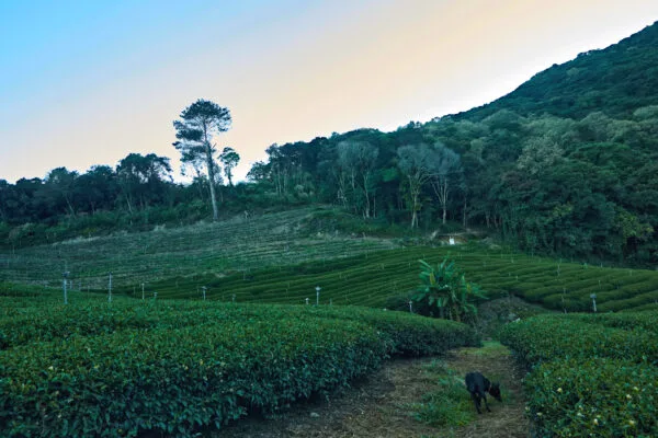 Qi Lai Gaoshan – Image 7