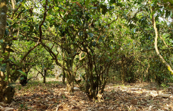 Jardin de thé de Li Shu Ping Zhai