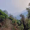 White Forest – Image 4