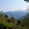 Jardin de thé Limbu