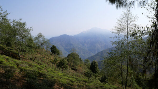 Jardin de thé Limbu