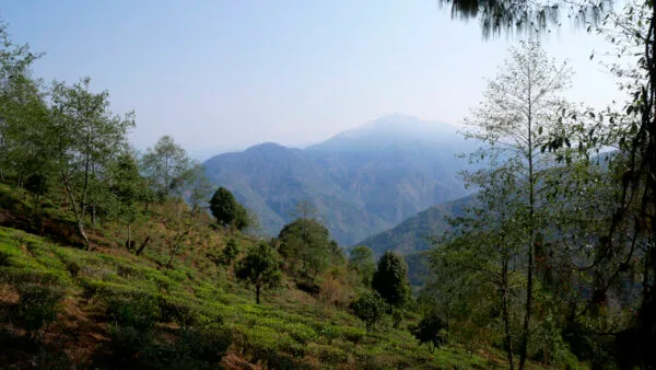 Jardin de thé Limbu