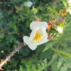 fleur de rose blanche pimprenelle
