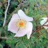Rose Blanche – Image 5