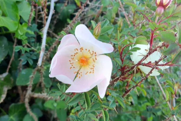 Rose Blanche – Image 5