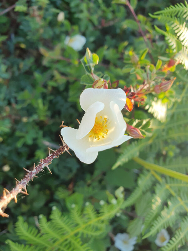 fleur de rose blanche pimprenelle