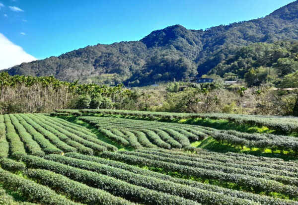 jardin de thé dans les wenshan