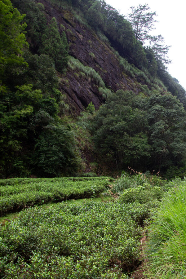 Jardin de thé dans les Monts Wuyi