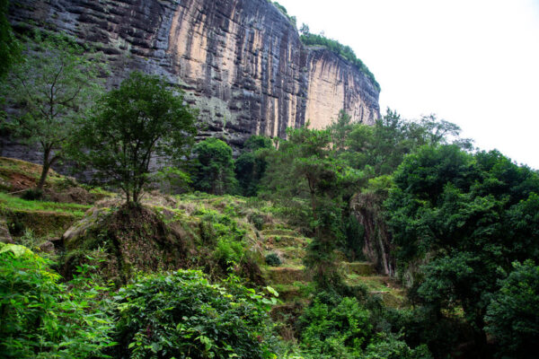 Jardin de thé dans les Monts Wuyi