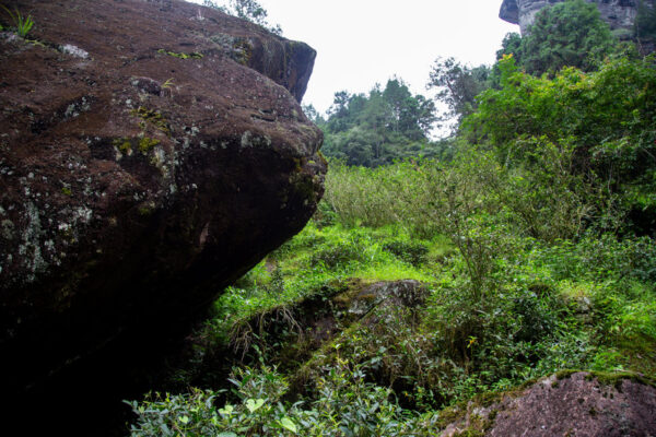 Jardin de thé dans les Monts Wuyi