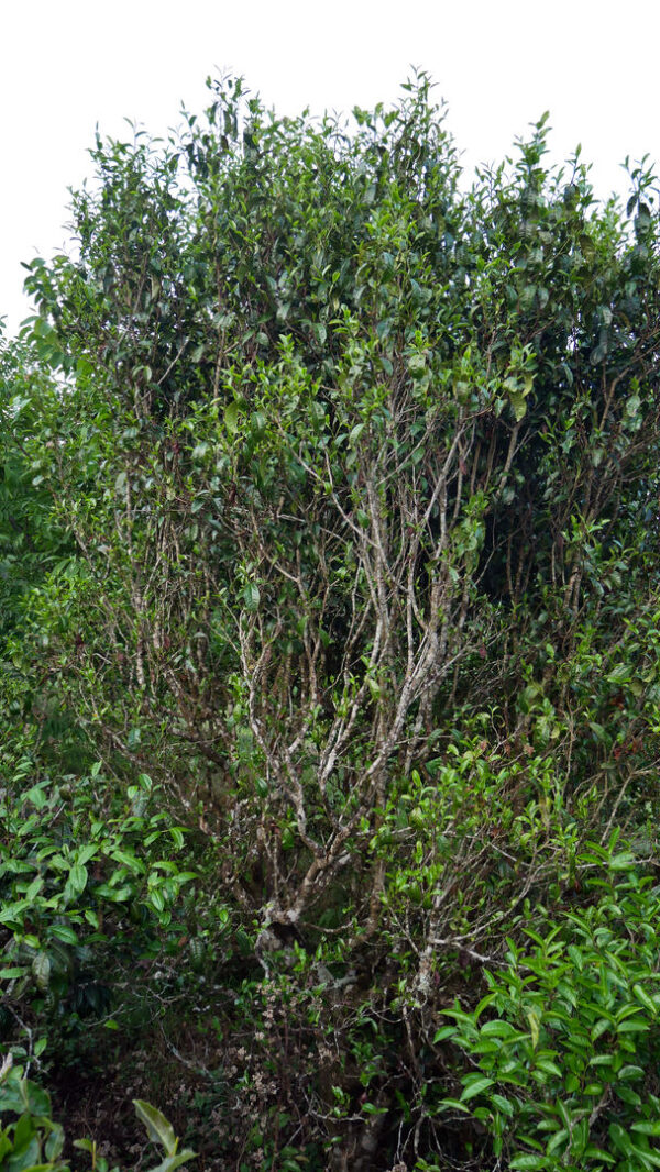 Thé blanc sauvage – Image 6