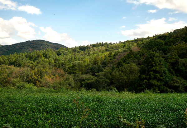 Tamaryokucha de Oita – Image 5