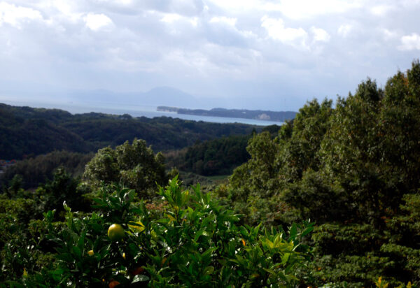 Tamaryokucha de Oita – Image 4
