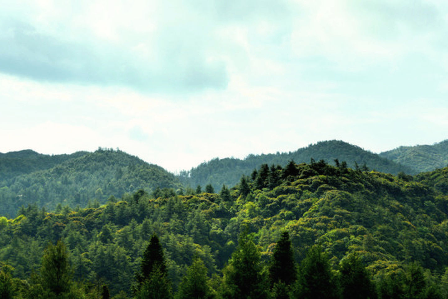 Mengxin Cha Chang 2009 – Image 5