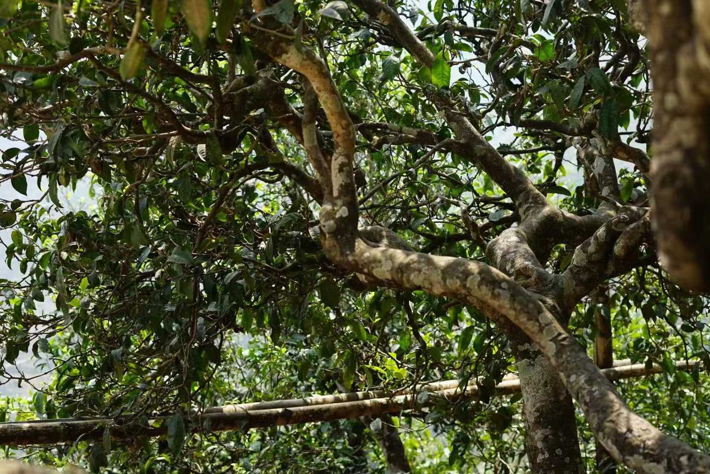 Mengxin Cha Chang 2009 – Image 6