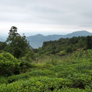 jardin de thé bio de Nan Neng à Xiping