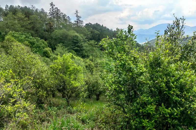 Jardin de vieux théiers dans le Yunnan
